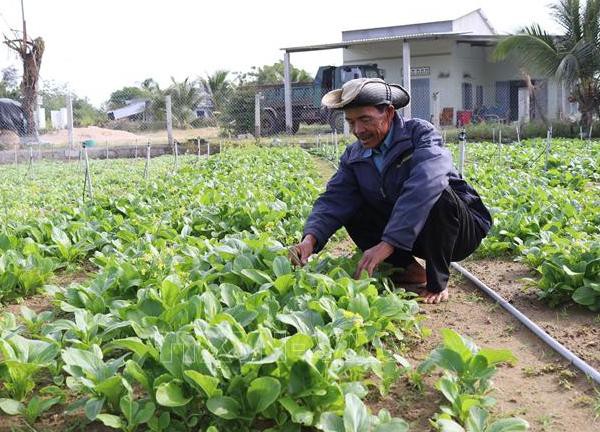 Ninh Thuận dồn lực sản xuất rau màu phục vụ Tết