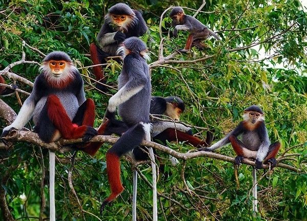 Tăng cường phòng, chống tội phạm về đa dạng sinh học