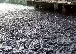 Hàng triệu con cá thi nhau lao về phía bờ ao, 'bí kíp' được tiết lộ sau đó!