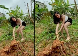 Ms. Tung wears a &quot;can&#39;t be shorter&quot; when pulling out cassava and cutting bananas, attracting millions of views