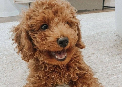 Bắt chó Poodle gội đầu cho mình, hành động đáp trả của chó cưng khiến chủ tăng xông