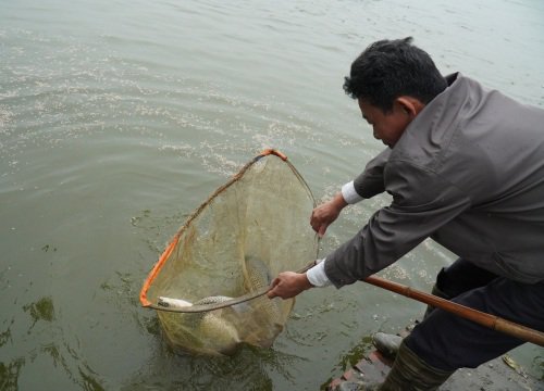 Nuôi thứ cá chỉ để cho thiên hạ chơi, nhà nào ở làng này của Nam Định hễ nuôi là tấp nập người ra vào