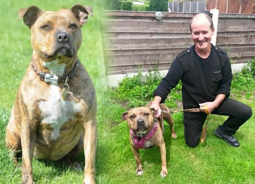 Lonely dog who was rejected 18,720 times, was lucky to find a home