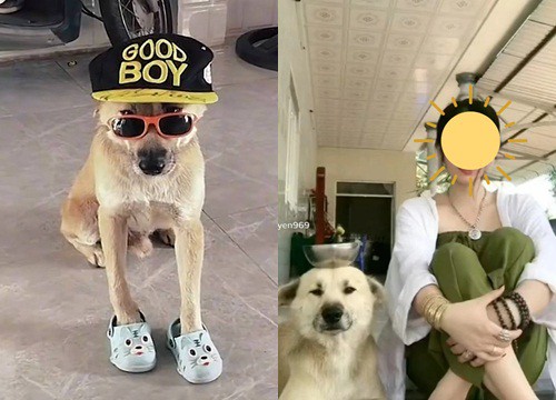 Chú chó nổi tiếng trên TikTok - Củ Tỏi mất tích, chủ nhân than khóc thấy thương nhưng vẫn vấp phải tranh cãi