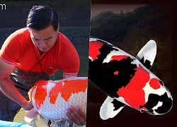 What&#39;s so special about the most expensive Koi fish in the world?