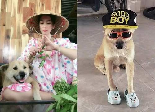Vụ Củ Tỏi - chú chó nổi tiếng Tiktok bị mất tích: Đã có cập nhật mới