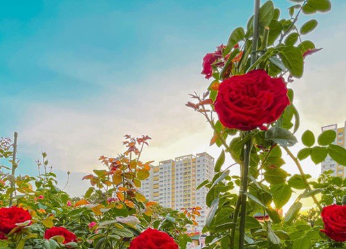 Khu vườn hoa hồng đẹp ngây ngất trên sân thượng ở TP HCM