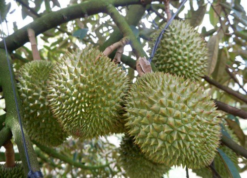 Lại chặt mít, thanh long đổ xô trồng sầu riêng
