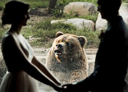 Khoảnh khắc các cặp đôi bị động vật 'dìm hàng' ảnh cưới