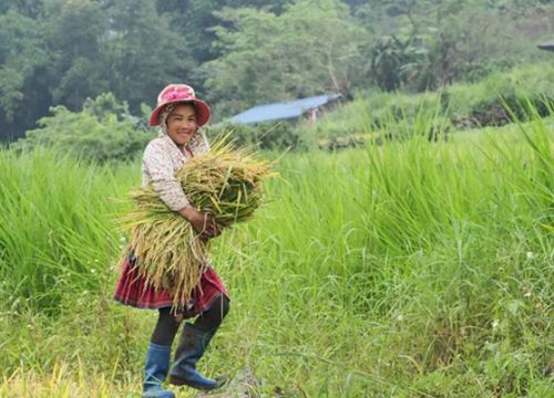 Tả Lèng óng ả những 'hạt vàng'