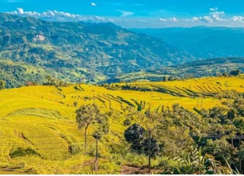 Tọa độ ngắm ruộng bậc thang đẹp rực rỡ và đầy thanh bình ở Tuyên Quang