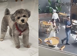 HOT: The couple went to a luxurious restaurant but &quot;conveniently&quot; stole a dog in Phu My Hung causing frustration