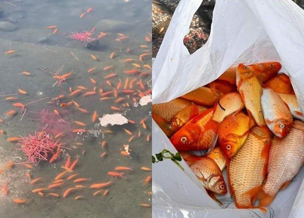 Quảng Ninh: Cá chép chưa kịp 'hóa rồng' đã 'chầu trời'