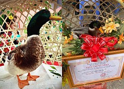 A district in Lang Son organizes Miss Duck: The new queen gets 35 million, the 1st and 2nd runners-up get 10 and 6 million.