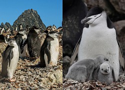 Discovered that birds sleep more than ten thousand times a day, each sleep is only 4 seconds