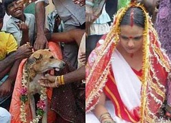 Strange Indian animal wedding custom: Girls marry dogs, men "marry" cows?