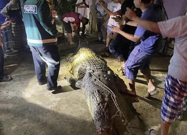 Cá sấu 'quái vật' liên tiếp xuất hiện ở Malaysia