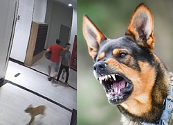 The case of a dog owner fighting with a father to protect his children from a legal perspective: Possible criminal sentence