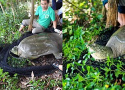 The mystery of the rare Hoan Kiem turtle that has just died: The real reason has been found!