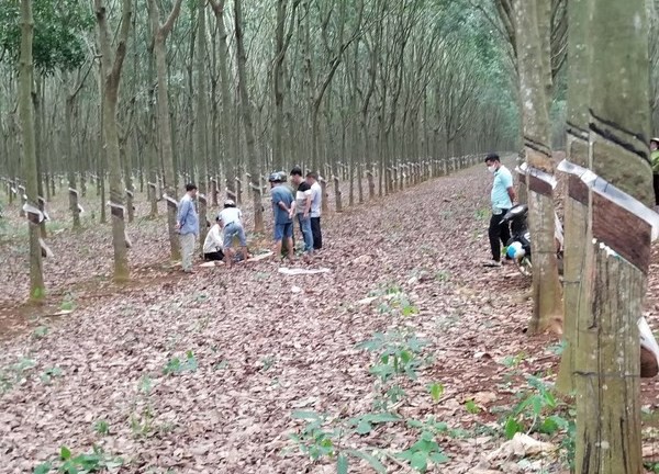 Đồng Nai: Người đàn ông chết trong tư thế treo cổ ở vườn cao su