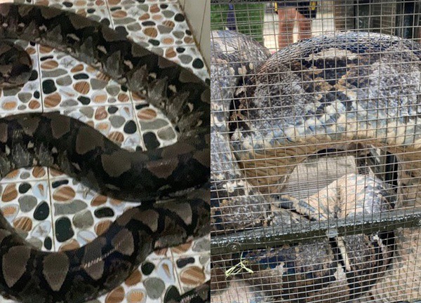 Tay Ninh: Nearly a dozen fire protection police have difficulty controlling more than 50kg of brocade pythons that crawl into people's houses