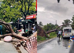 Effects of Typhoon Talim: Thunderstorms "toppled" ancient trees, collapsed eaves, billboards fell on people