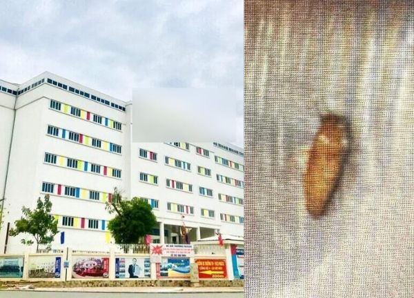 Bữa ăn 1 Trường tiểu học quốc tế ở Hà Nội có gián, học sinh hỏi thì cô giáo lấp liếm: Đây là con ong