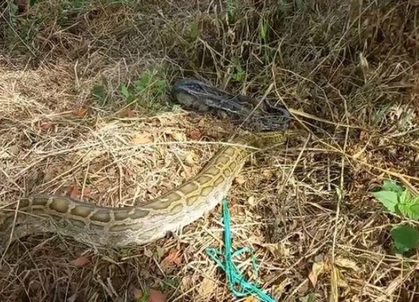 Thả trăn đất hơn nửa tạ cùng 23 động vật hoang dã về rừng U Minh Thượng