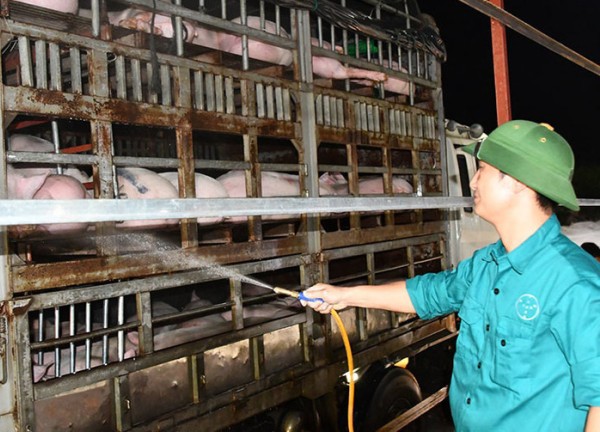 Mỗi đêm 6.000-7.000 con lợn nhập lậu đổ về, người chăn nuôi cầu cứu Thủ tướng