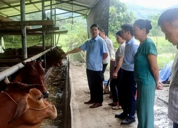 Công bố hết dịch bệnh viêm da nổi cục trên trâu, bò tại xã Hà Hiệu