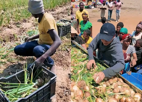 Stunned by the type of tuber sold in abundance in Vietnamese markets, Quang Linh's team brought it to Angola to become a specialty.