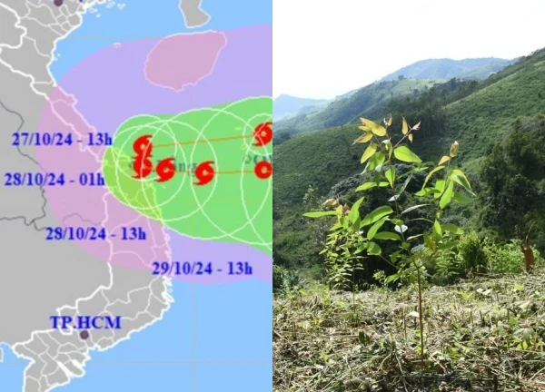 Bão Trami gây nứt đồi trước khi suy yếu, Quảng Nam gấp rút sơ tán khu dân cư