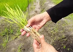 Ruộng lúa Việt Nam ở châu Phi bỗng mắc bệnh lạ, đàn ngan bị chết một nửa khiến chủ trang trại thẫn thờ