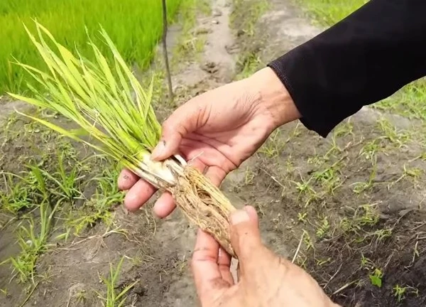 Ruộng lúa Việt Nam ở châu Phi bỗng mắc bệnh lạ, đàn ngan bị chết một nửa khiến chủ trang trại thẫn thờ