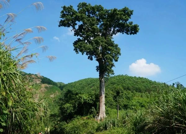 Vietnam is proud to have a 700-year-old "spiritual treasure", the only two countries in the world that possess it.