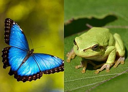 Lươn có khả năng tự chuyển giới, bướm có thể chuyển từ cái sang đực