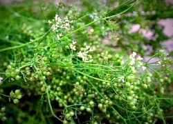 Tiến sĩ dược Nguyễn Trung Tường: Hương lá mùi già dịp tết thơm mãi trong ký ức tôi