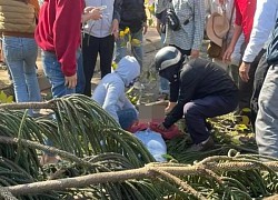 Girl crushed by fallen tree tragically dies while selling Valentine's Day flowers