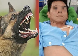 Dak Lak: Becgie dog weighing 35kg bites owner and is hospitalized, increasing the risk of rabies