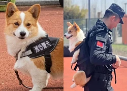 The portrait of "Four-legged police officer" broke stereotypes and caused a stir on social networks yesterday