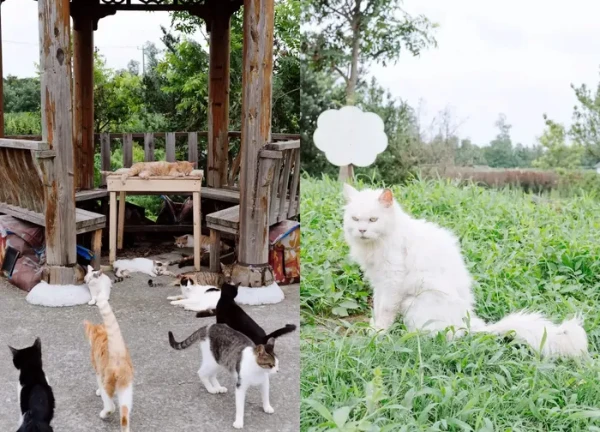 Nơi hạnh phúc nhất trên Trái Đất dành cho mèo