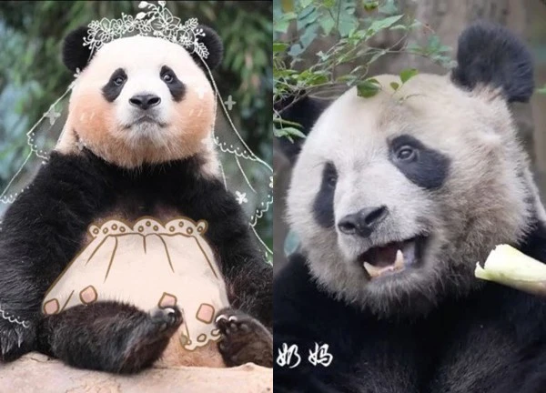 "Bạn trai tin đồn" của Fubao được mệnh danh là Hoàng tử Pháp