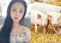 The girl "stored" her bachelor's degree and returned to her hometown to raise pigs, and her monthly income was surprising