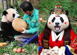 Fubao is about to have a movie, netizens argue because pandas are being exploited