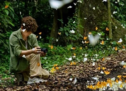 Vietnam discovered a place with millions of butterfly wings, space like a wonderland