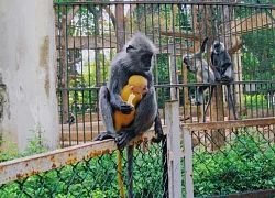 "Love scandal" stirs up at Saigon Zoo and Botanical Garden, baby langur looks exactly like "neighbor"