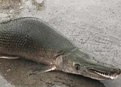 Strange "sea monsters" appeared in Binh Duong, experts warn of dangerous poison