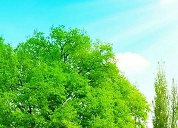 Người xưa dặn: "Nhà có cây thanh long, gia đình bình an, con cháu giàu có, thịnh vượng"