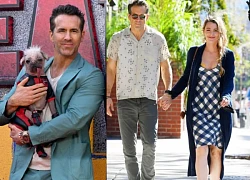 Ryan Reynolds: going on the red carpet with the country's ugliest dog, netizens gasped at the strangeness