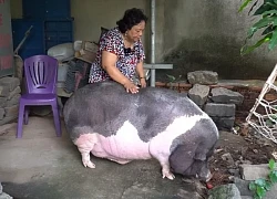 The 200kg pig is kept as a "pet", the owner treats it like a child, and knows how to turn on the shower faucet